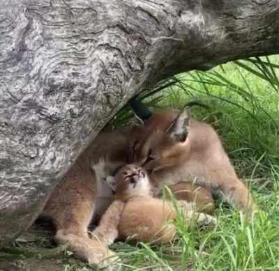 🔥 Mama Caracal giving her baby a case of the yawns