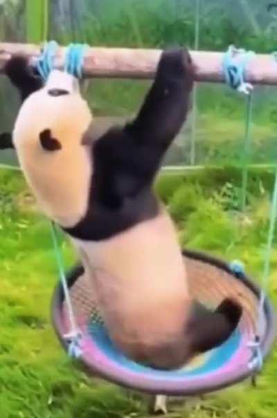 Panda who managed not to fall down