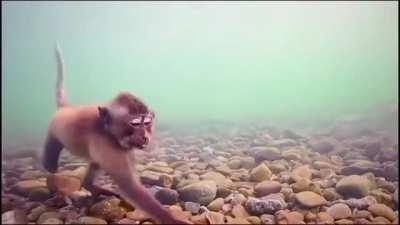 These Monkeys Under Water