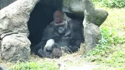 Gorilla dad interacts with both his sons, but adjusts his strength accordingly. He will only roughhouse and play-bite his eldest