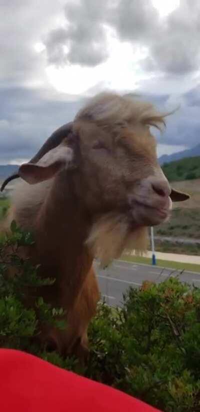 A man and his babbling goat friend