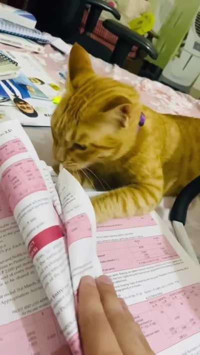 🗣️ &quot;sir homework meri billi kha gayi&quot;