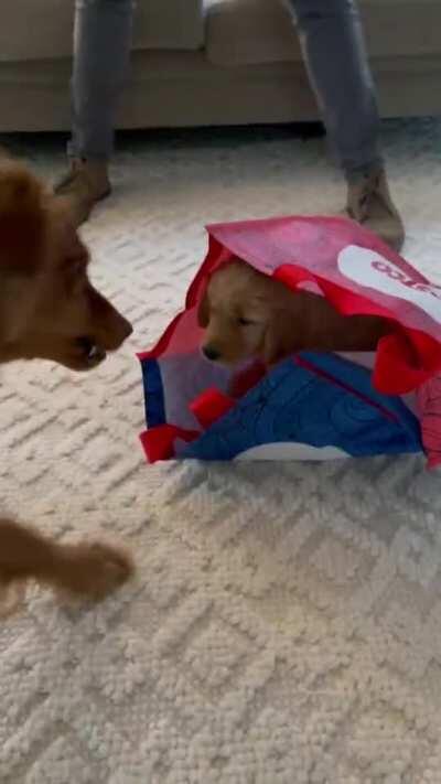 Sid meeting his sister for the first time