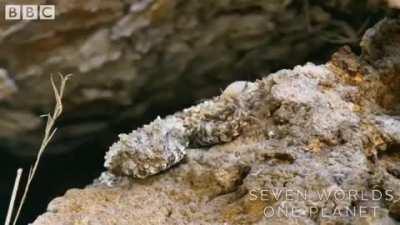 That is not a spider. The spider-tailed horned viper uses the tip of its tail to lure birds.