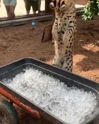 Serval's first time seeing ice!