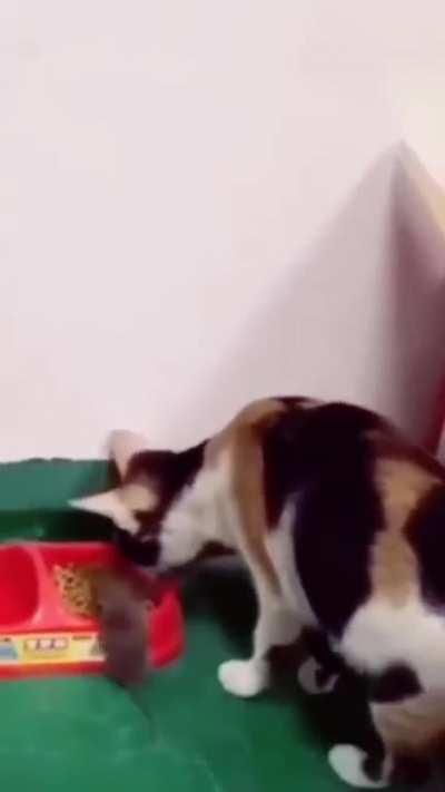 Can anyone explain this behavior of a cat from a scientific point of view?