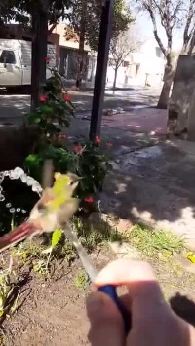 A hummingbird getting a bird bath