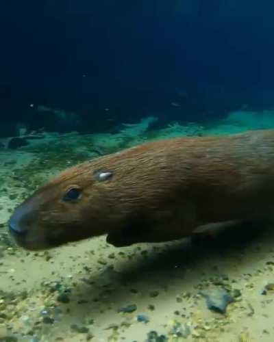 This Capybara running underwater