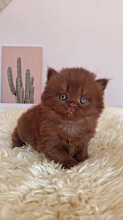 Smol chocolate poof