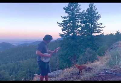 Playing banjo for a wild fox! He came back for an encore! 🦊