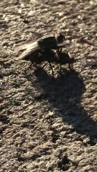 Two flys having sex in HD with different angles. You’re welcome.