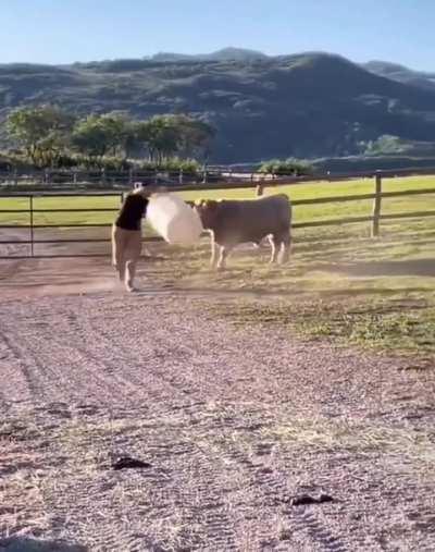 Just playing some fetch with my bull