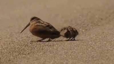 It's precious to watch the chicks go along with the mom