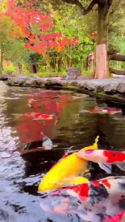 Koi carp and autumn leaves in a pond at the Inner Shrine of Ise Jingu