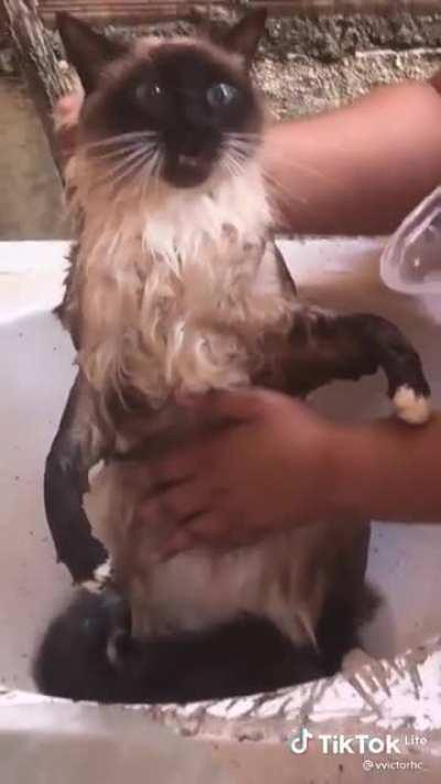 Lil' Stella starts speaking while taking a bath and her parents laugh their asses off -- (