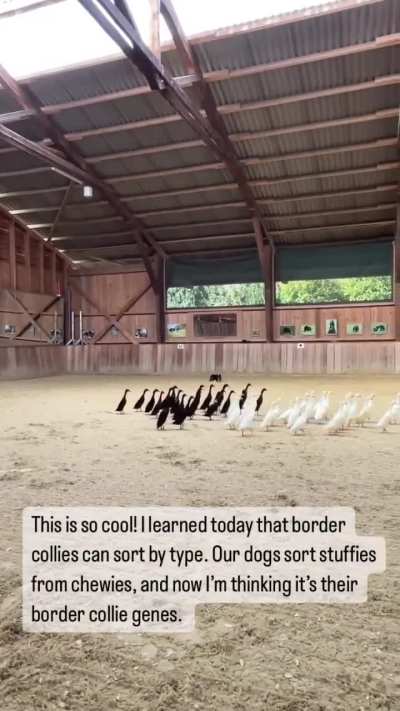 Border Collies sort black and white Ducks