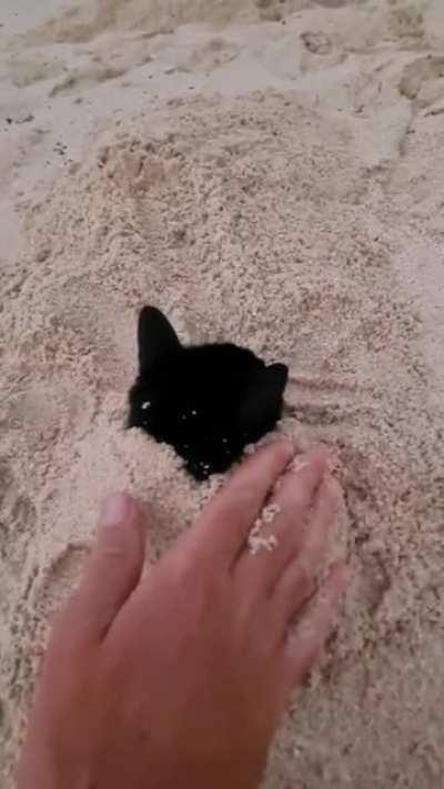 sIcK fUcK bUrIeS pOoR kItTeN aLiVe