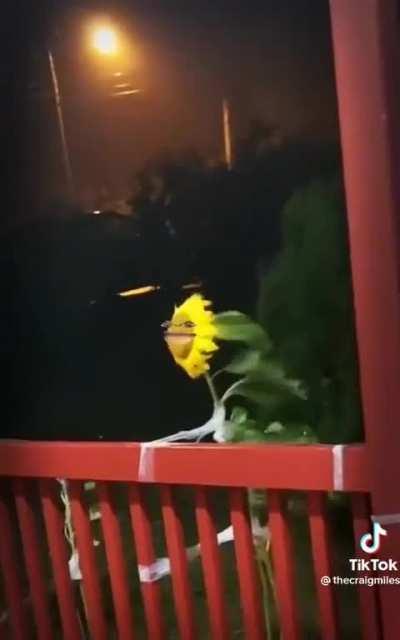 This sunflower are really good at performing