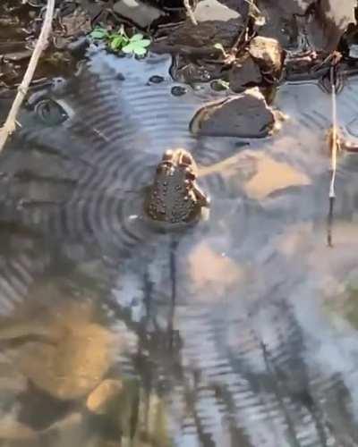 the waves in the water formed by this frog singing