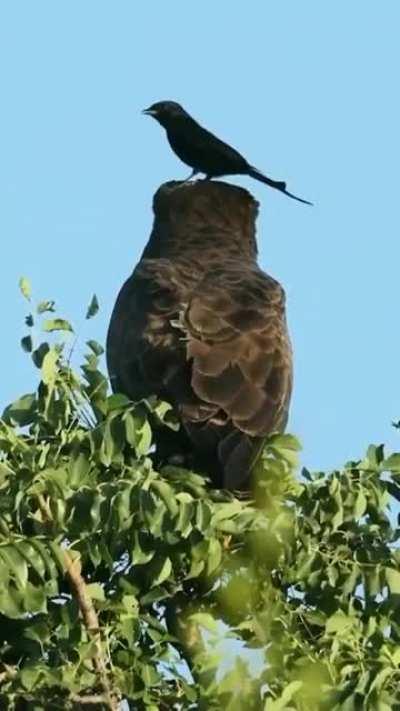 🔥 Just a bird landing on a tree, is all.