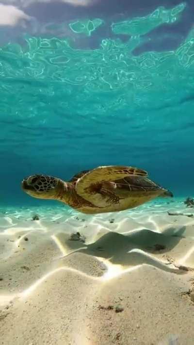 🔥 Sea turtle swimming in peace