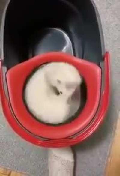 Ferret wheel!