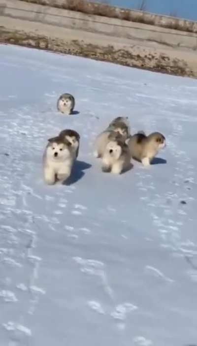 Potato Race or Sled Dog Training