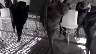 Hanging bats filmed upside-down look like a Goth nightclub.