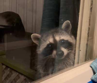 Curious little family came to visit