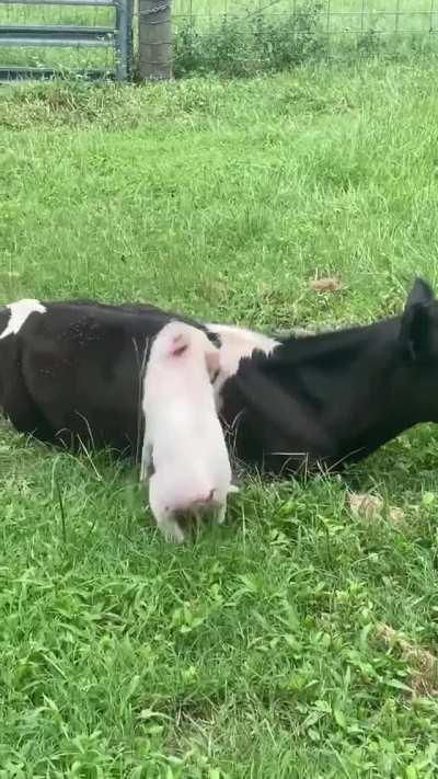 These two are best friends but Amos the pig had to spend a few days inside after being neutered. Here they are seeing each other again for the first time.