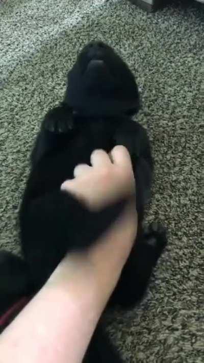 One of my German Shepherd puppies is a little ticklish!