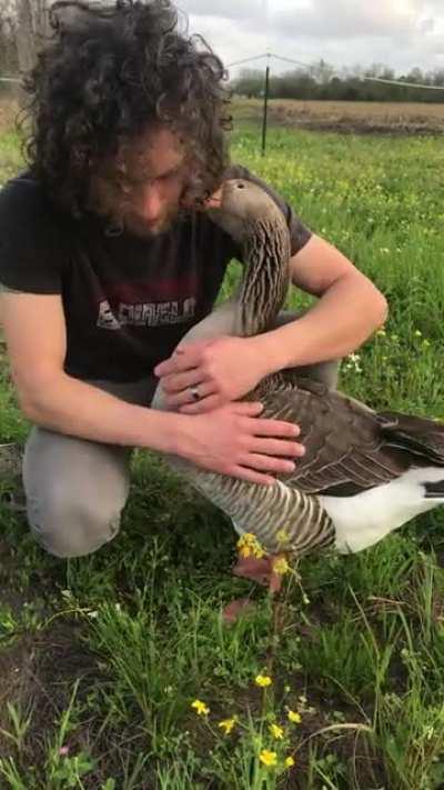 I got some requests for goose pets. Here is doctor ambulance kissing all over my husband! 🥰