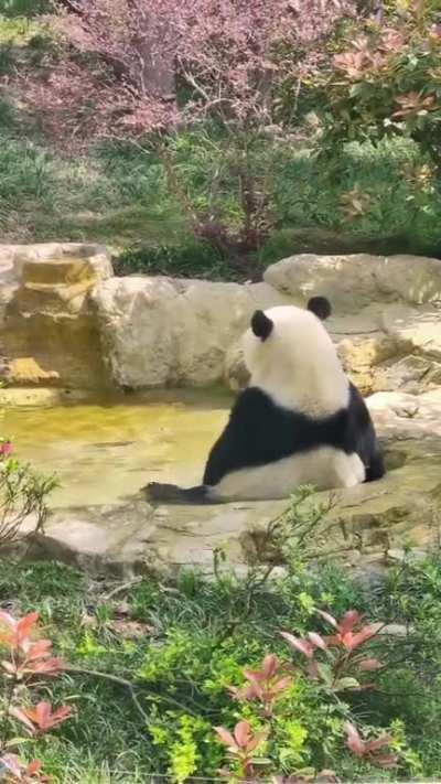 This panda kicking its feet in the water makes it seem so human, like it is pondering life while soaking in the tub