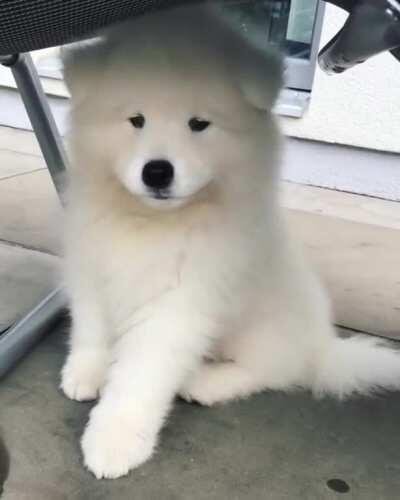 Little cloud practices howling skills