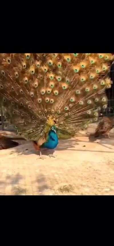 this fluttering peacock flaunting its feathers