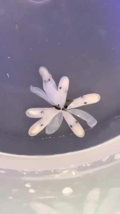 Octopus egg hatching