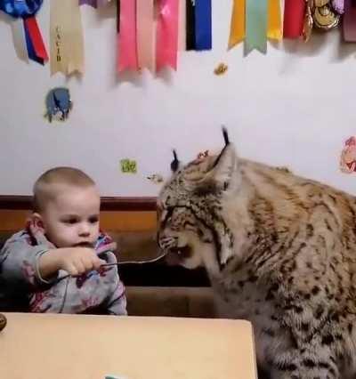 LYNX MAkES mEaL oUt of A Small bOy