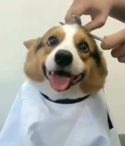 Happy little guy getting a trim.