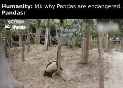 Pandas go brr