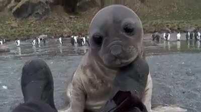 🔥 A wildlife photographer was photographing elephant seals on a beach and a baby came over to check him out 🔥