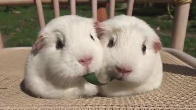 Guinea Pigs Play Tug-of-War With Blade of Grass