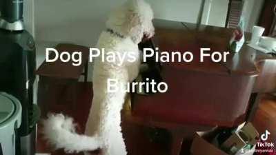 Dog Plays Piano For Burrito