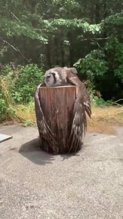 An owl just hanging out on a stump