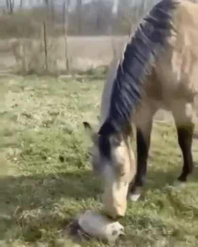 A horse and a dog are in for a surprise