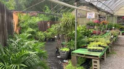 Stormy greenhouse