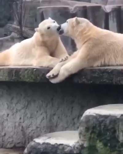 True love White bears 🤍