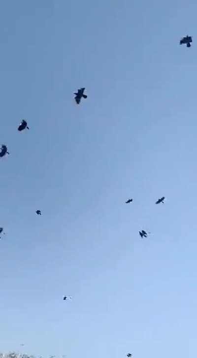 Somewhere in india there is a crowman who can summon crows