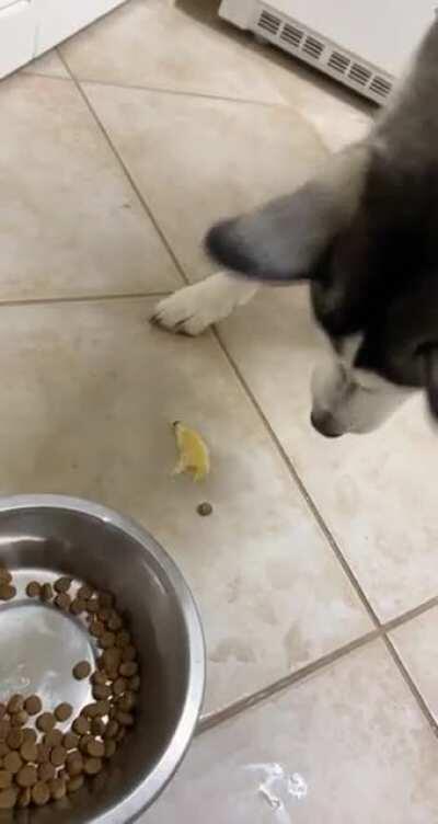 Husky vs. Lemon