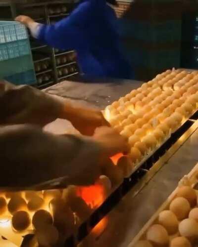 Candling the eggs. The eggs that glow are fertile eggs.