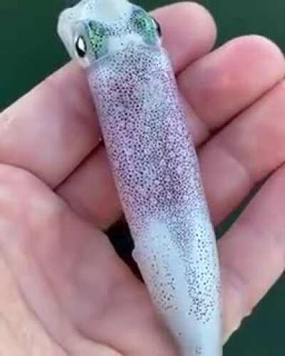 Just beneath the surface of this squid’s skin are thousands of color-changing cells called chromatophores.